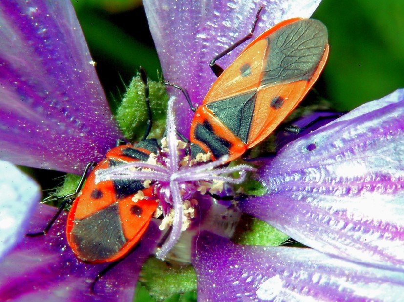 Per chi ama la macrofotografia